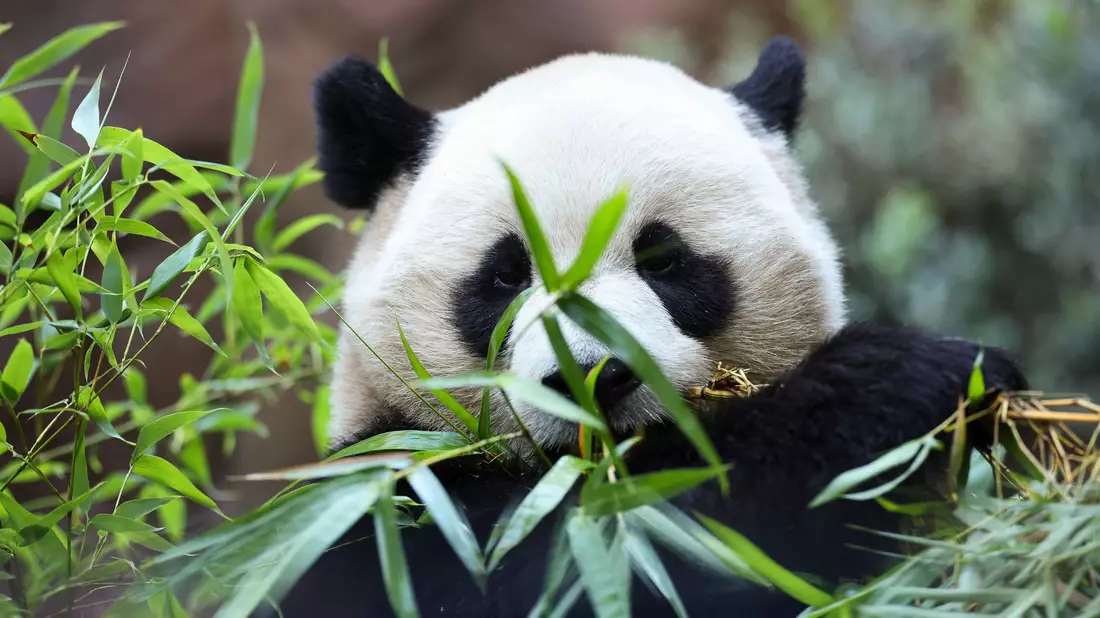 Die doppelte Panda-Premiere löste großen Besucherandrang im Zoo San Diego aus. - Bild: Derrick Tuskan/AP/dpa