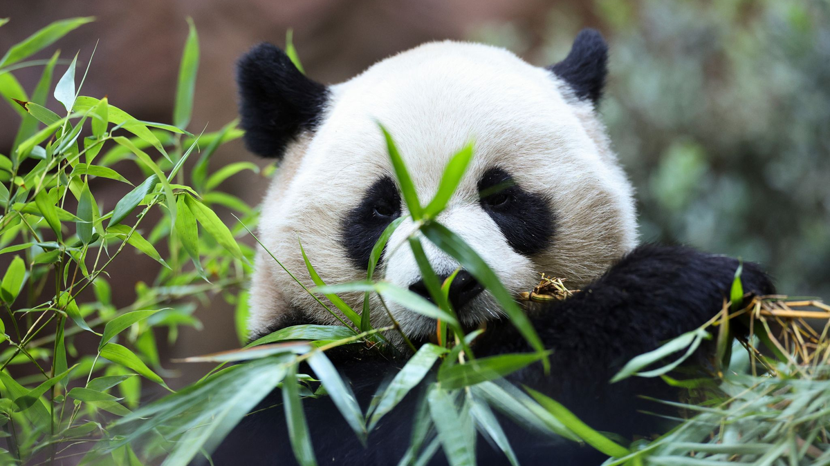 Die doppelte Panda-Premiere löste großen Besucherandrang im Zoo San Diego aus. - Foto: Derrick Tuskan/AP/dpa