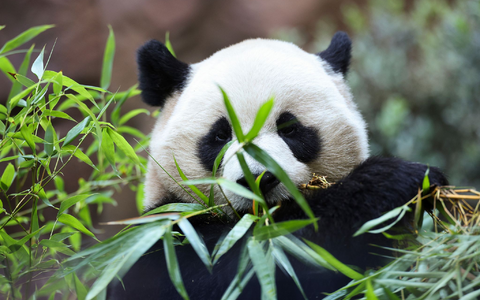 Die doppelte Panda-Premiere löste großen Besucherandrang im Zoo San Diego aus. - Foto: Derrick Tuskan/AP/dpa