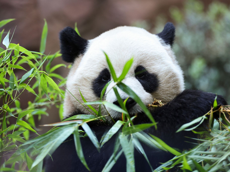 Die doppelte Panda-Premiere löste großen Besucherandrang im Zoo San Diego aus. - Foto: Derrick Tuskan/AP/dpa
