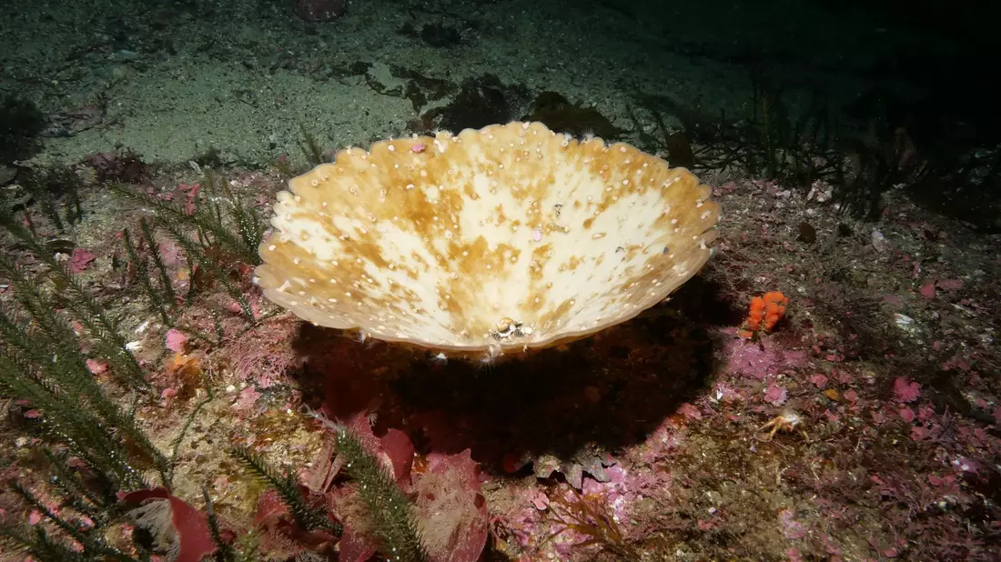 Die Schwämme in Neuseeland bleichten während einer Hitzewelle aus. - Bild: James Bell/Te Herenga Waka - Victory University of Wellington/dpa