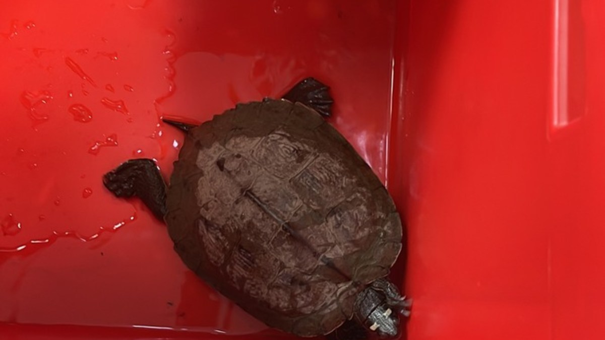 POL-PDKH: Außergewöhnlicher Tiereinsatz für eine Streife der PI Bad Kreuznach - Foto: presseportal.de