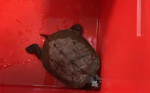 POL-PDKH: Außergewöhnlicher Tiereinsatz für eine Streife der PI Bad Kreuznach - Foto: presseportal.de POL-PDKH: Außergewöhnlicher Tiereinsatz für eine Streife der PI Bad Kreuznach - Foto: presseportal.de