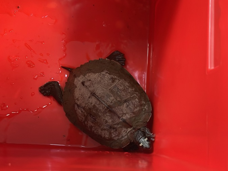 POL-PDKH: Außergewöhnlicher Tiereinsatz für eine Streife der PI Bad Kreuznach - Foto: presseportal.de