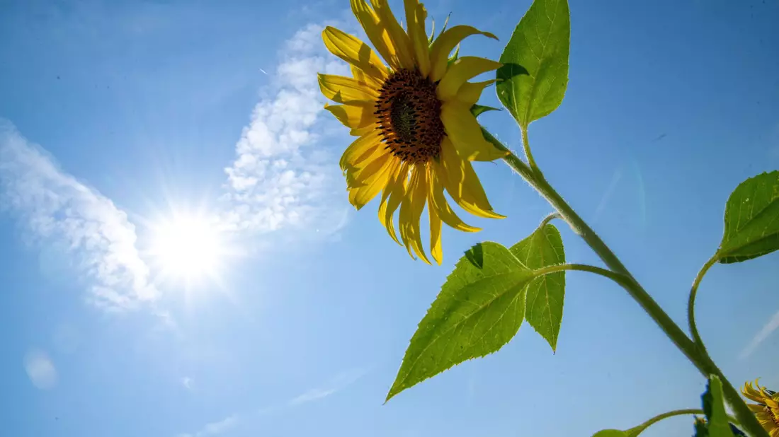 Der Wetterdienst erwartet am Sonntag Temperaturen von bis zu 34 Grad (Archivbild).  - Bild: Pia Bayer/dpa
