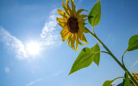 Die Sonne soll sich in den kommenden Tagen öfter zeigen. (Archivbild) - Foto: Pia Bayer/dpa