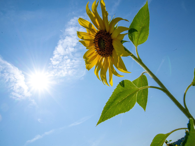 Die Sonne soll sich in den kommenden Tagen öfter zeigen. (Archivbild) - Foto: Pia Bayer/dpa