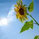 Die Sonne soll sich in den kommenden Tagen öfter zeigen. (Archivbild) - Bild: Pia Bayer/dpa