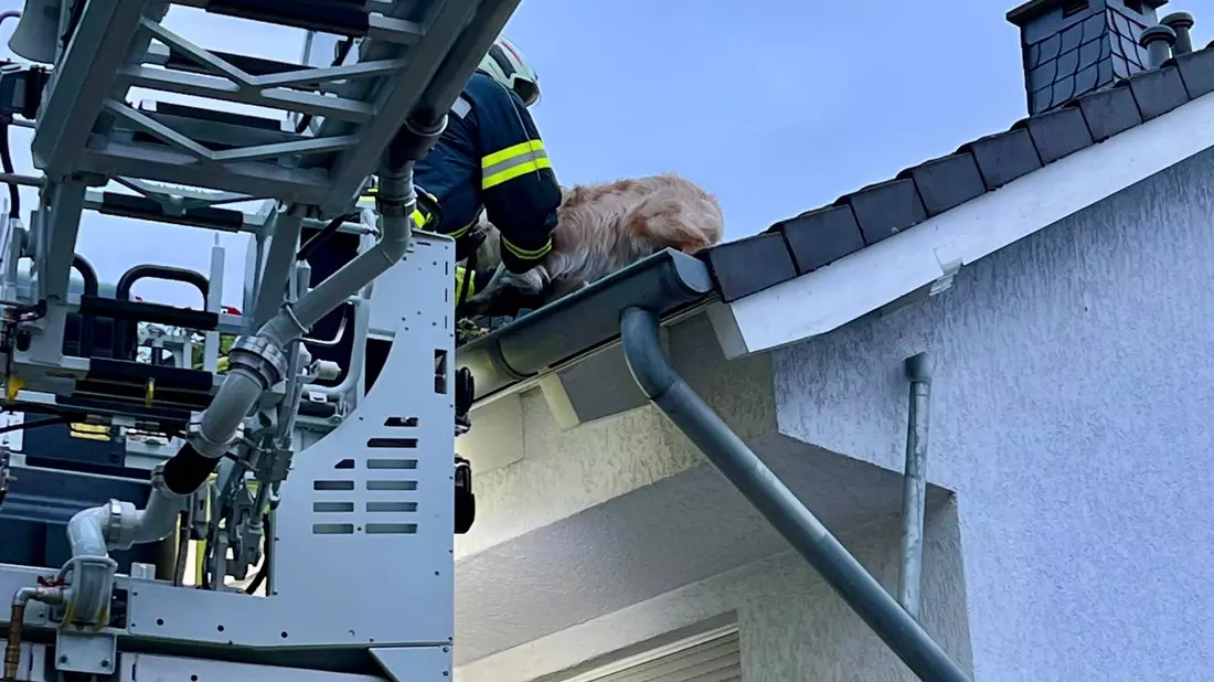FW-EN: Feuerwehr rettet Hund & Verkehrsunfall auf Landstraße - Bild: presseportal.de