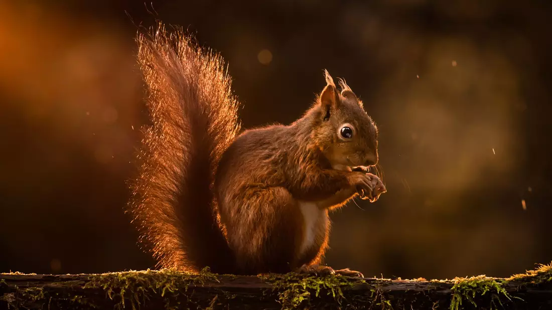 Rote Eichhörnchen werden in Großbritannien zunehmend verdrängt. (Archivbild) - Bild: Danny Lawson/PA Wire/dpa