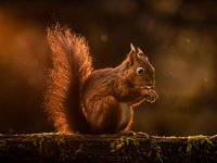 Rote Eichhörnchen werden in Großbritannien zunehmend verdrängt. (Archivbild) - Foto: Danny Lawson/PA Wire/dpa