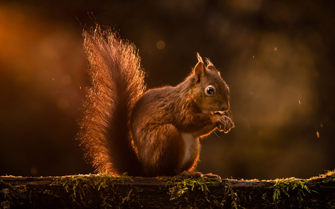 Rote Eichhörnchen werden in Großbritannien zunehmend verdrängt. (Archivbild) - Foto: Danny Lawson/PA Wire/dpa Rote Eichhörnchen werden in Großbritannien zunehmend verdrängt. (Archivbild) - Foto: Danny Lawson/PA Wire/dpa