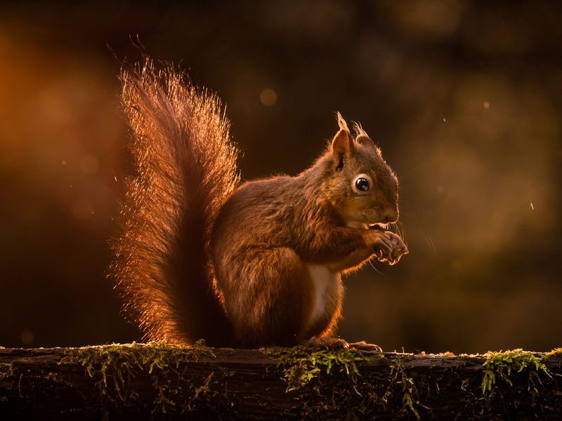 Rote Eichhörnchen werden in Großbritannien zunehmend verdrängt. (Archivbild) - Foto: Danny Lawson/PA Wire/dpa