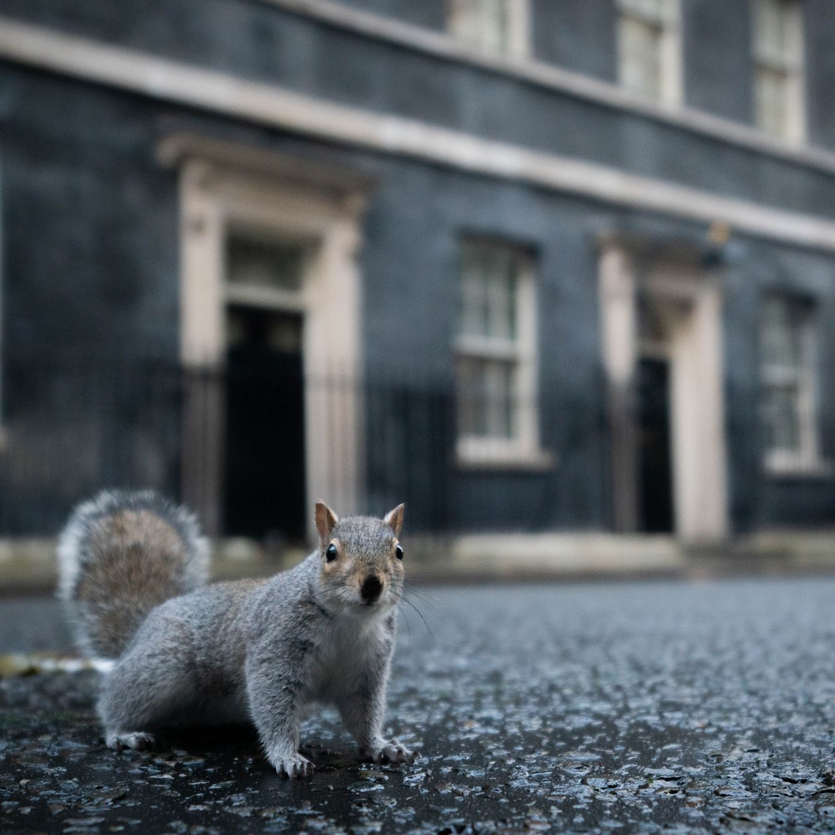 Viele Touristen finden die grauen Eichhörnchen niedlich. (Archivbild) - Foto: James Manning/PA Wire/dpa