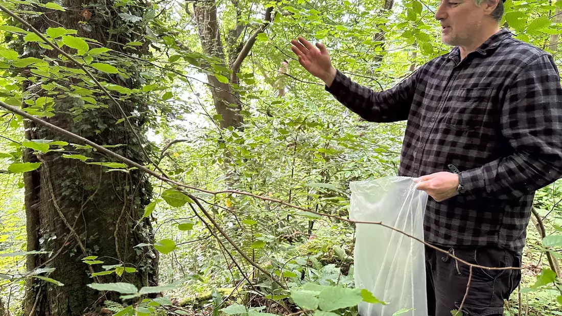 Die Brücken vom Festland sind die einfachsten Wege für die grauen Eichhörnchen. - Bild: Benedikt von Imhoff/dpa