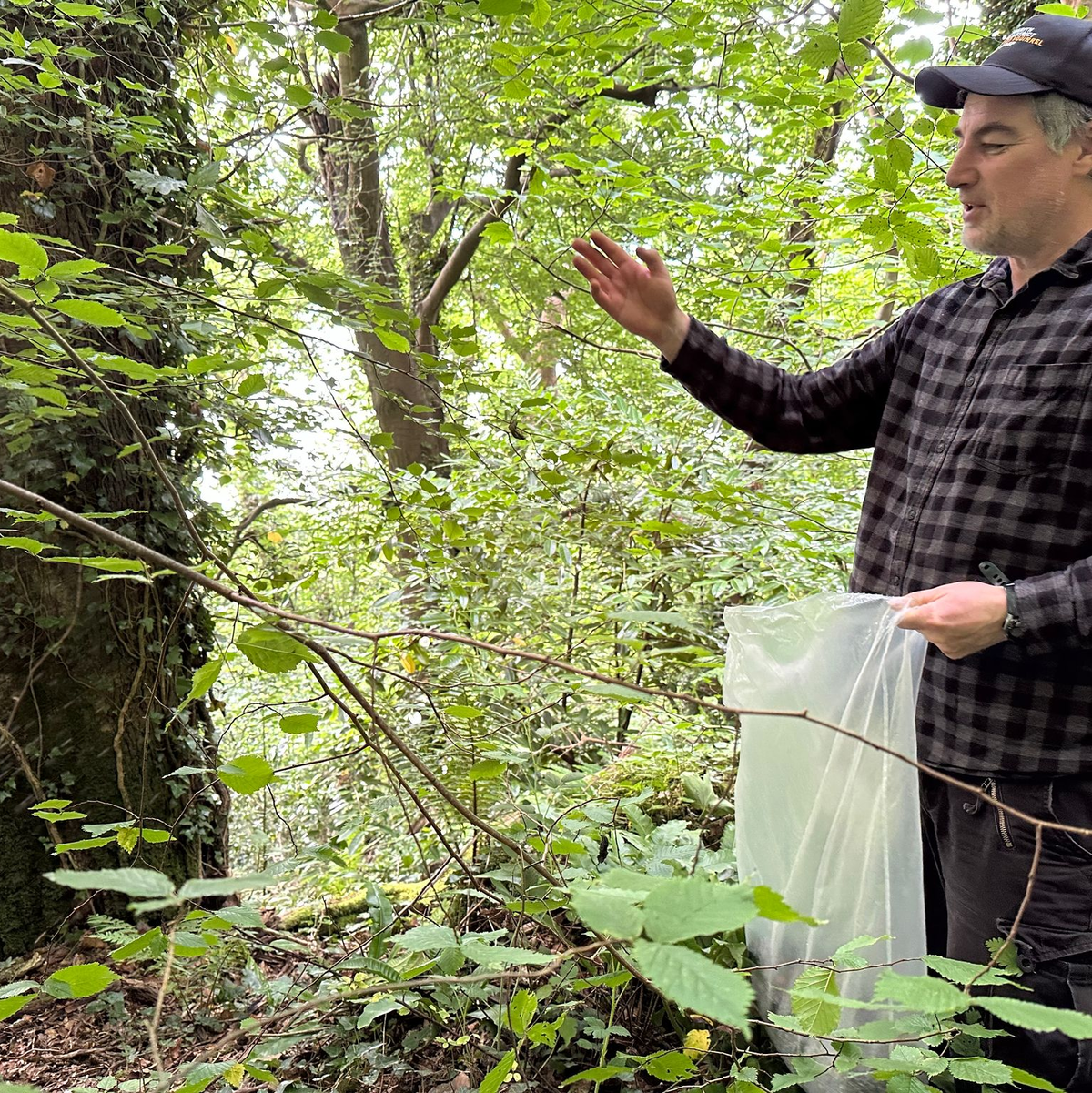 Die Brücken vom Festland sind die einfachsten Wege für die grauen Eichhörnchen. - Foto: Benedikt von Imhoff/dpa