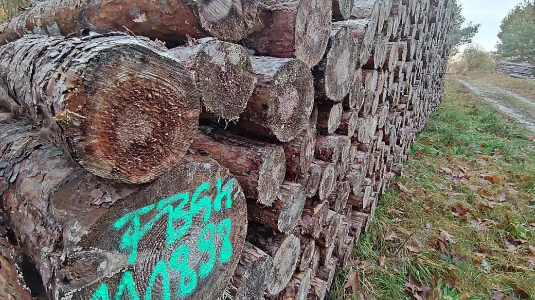 Holzstämme (Archiv) - Bild: über dts Nachrichtenagentur