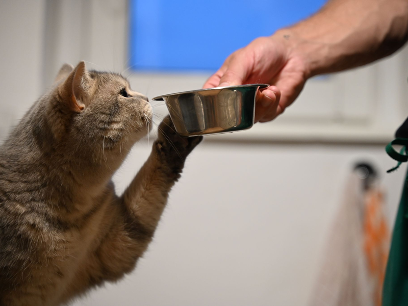 Das Klonen von Haustieren wird in China beliebter, ist jedoch kostspielig: Bis zu 48.000 Euro stellen Anbieter in Rechnung. Zudem gibt es Kritik von Tierschützern. (Symbolbild)  - Foto: Helena Dolderer/dpa