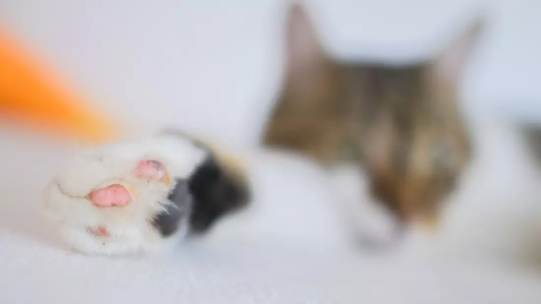 Eine Katze liegt mit ihren zwei Vorderpfoten in einer Wohnung.  - Bild: Julian Stratenschulte/dpa
