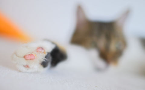 Eine Katze liegt mit ihren zwei Vorderpfoten in einer Wohnung.  - Foto: Julian Stratenschulte/dpa