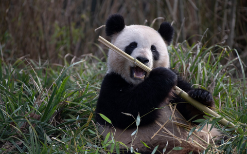 2019 brachte Meng Meng die Zwillinge Pit und Paule zur Welt. (Archivbild) - Foto: Paul Zinken/dpa