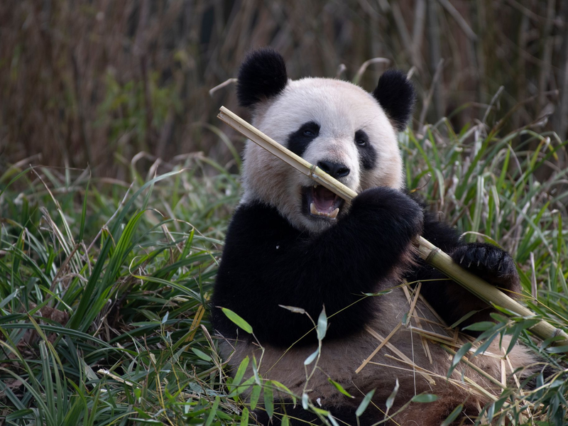 2019 brachte Meng Meng die Zwillinge Pit und Paule zur Welt. (Archivbild) - Foto: Paul Zinken/dpa