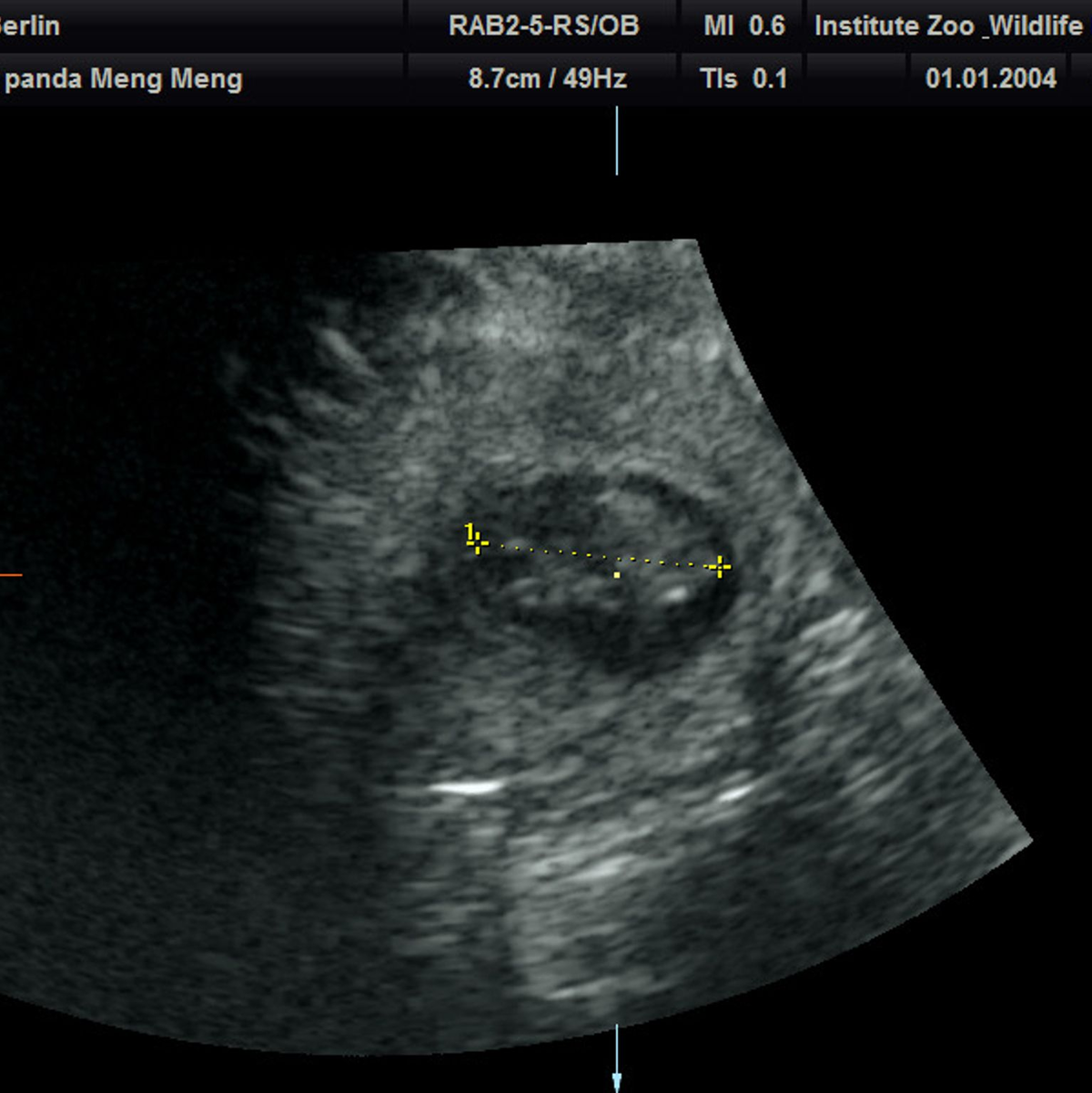 Die Babies sind etwa 2,5 Zentimeter groß. (Handout) - Foto: Zoo Berlin/dpa