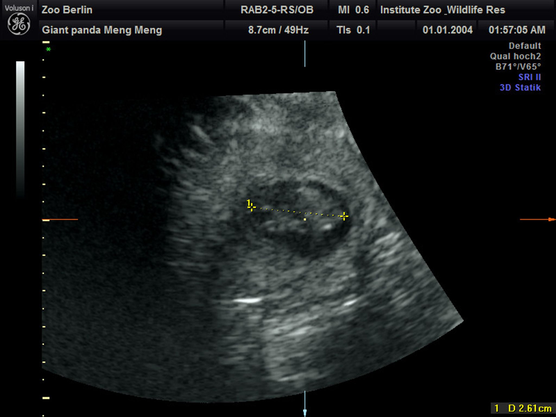 Die Babies sind etwa 2,5 Zentimeter groß. (Handout) - Foto: Zoo Berlin/dpa