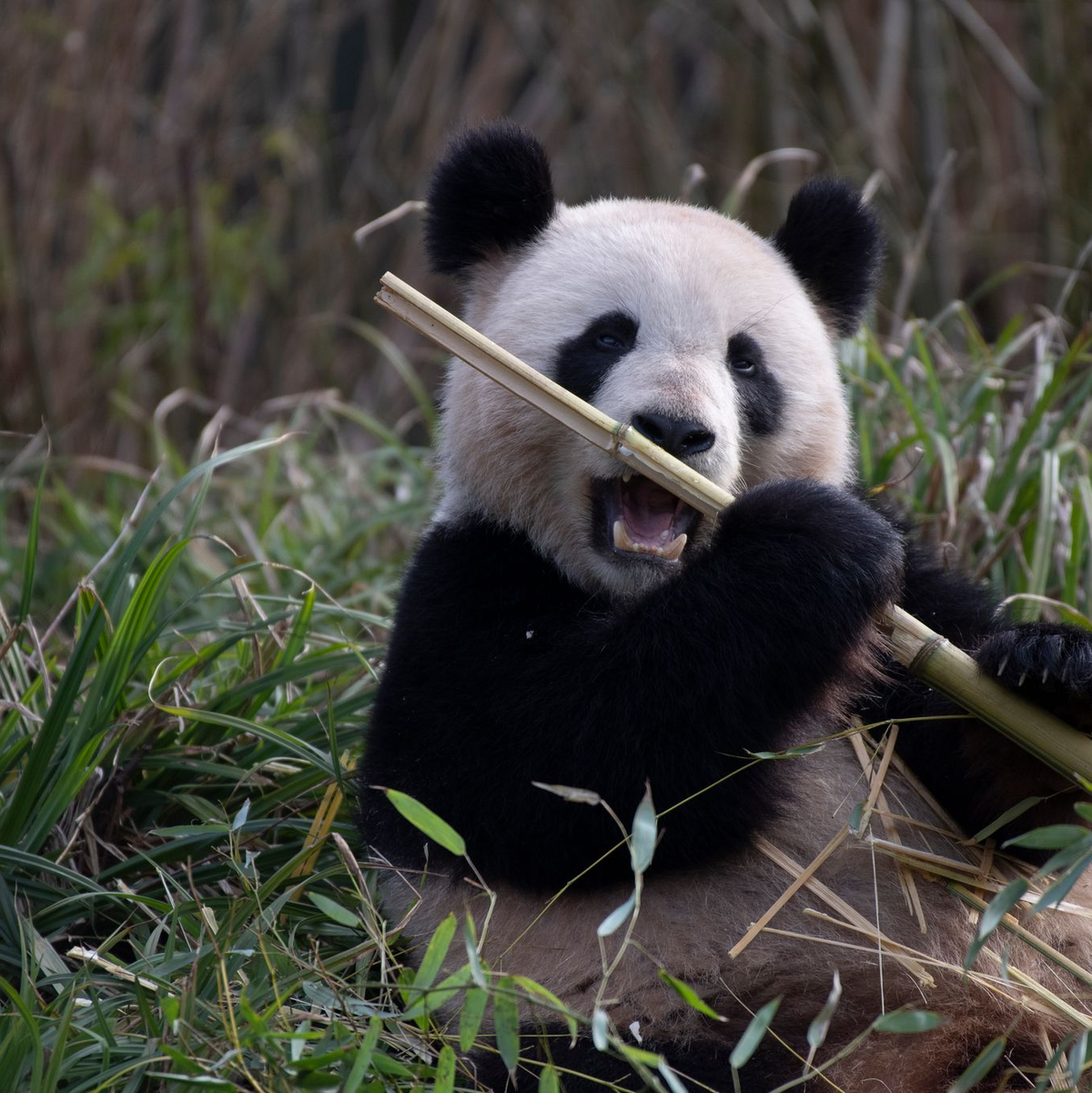 2019 brachte Meng Meng die Zwillinge Pit und Paule zur Welt. (Archivbild) - Foto: Paul Zinken/dpa