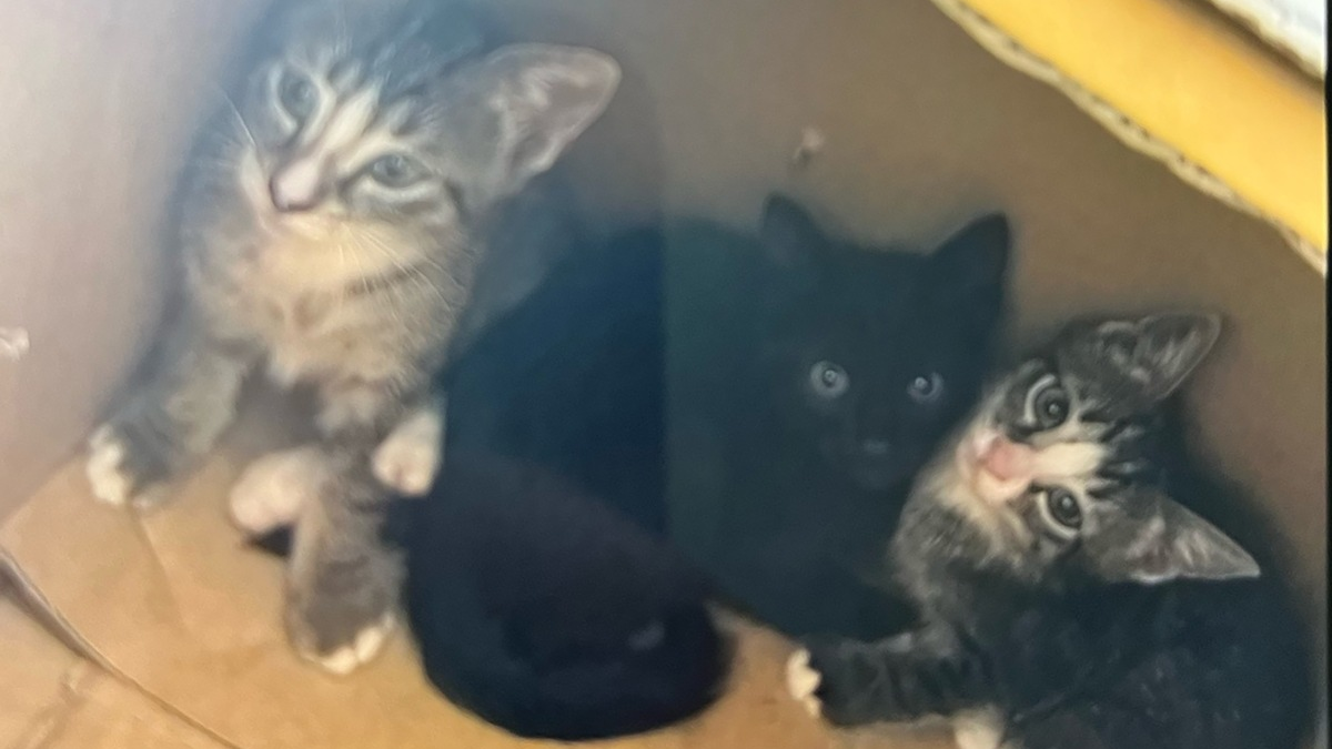 POL-BO: Kein Verständnis für sowas! - Foto: presseportal.de