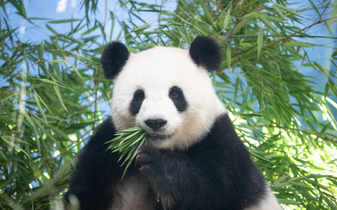 Zoo-Direktor Andreas Knieriem hatte sich Zwillinge gewünscht. - Foto: Sebastian Gollnow/dpa