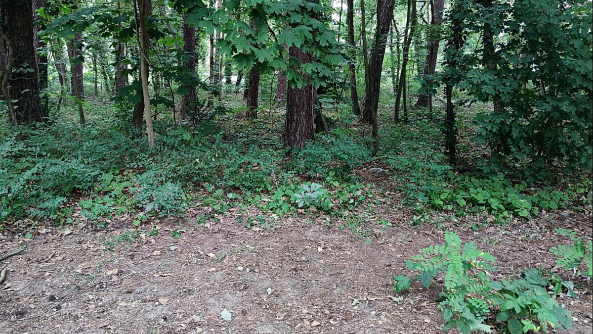 Ein Waldrand - Foto: über dts Nachrichtenagentur