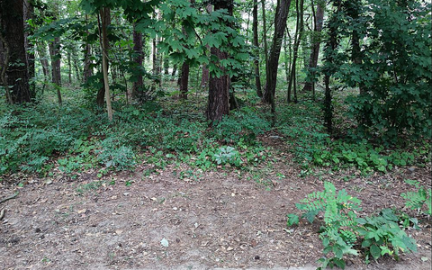 Ein Waldrand - Foto: über dts Nachrichtenagentur