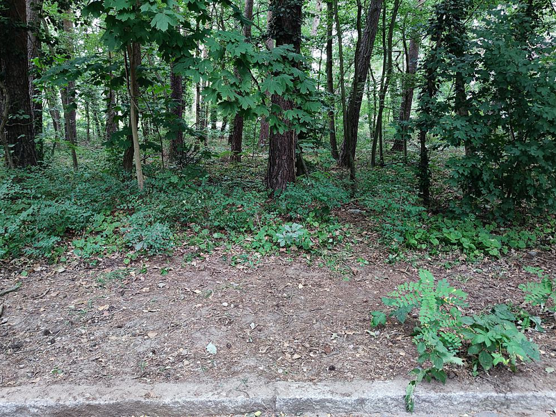 Ein Waldrand - Foto: über dts Nachrichtenagentur