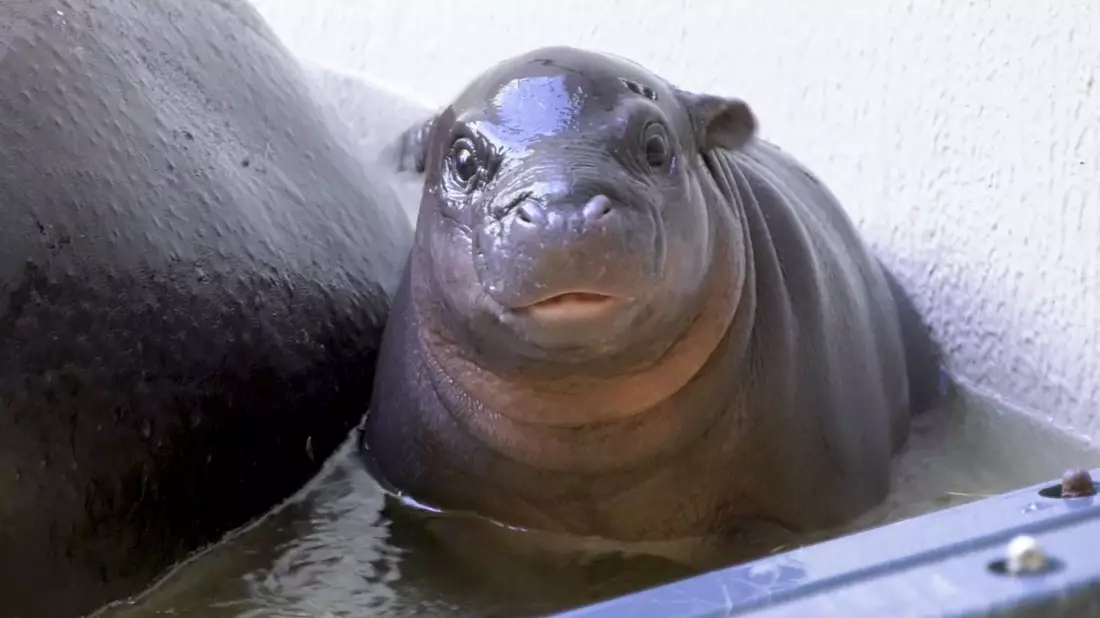Das kleine Flusspferd im Berliner Zoo hat endlich einen Namen. (Archivbild) - Bild: Zoo Berlin/dpa