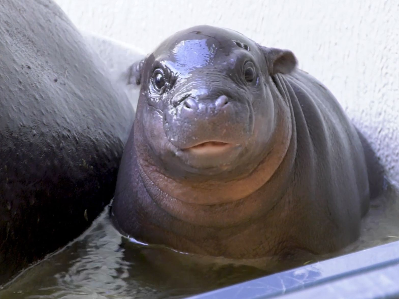 Das kleine Flusspferd im Berliner Zoo hat endlich einen Namen. (Archivbild) - Foto: Zoo Berlin/dpa