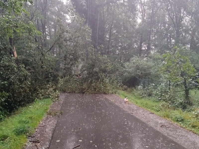 FW-Schermbeck: Sturmschäden - Foto: presseportal.de