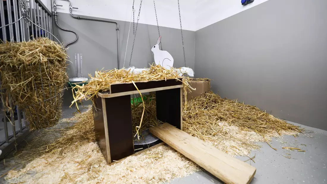 Kaninchen gehören nach Mäusen, Fischen und Ratten zu den häufigsten Versuchstieren. - Bild: Christian Charisius/dpa