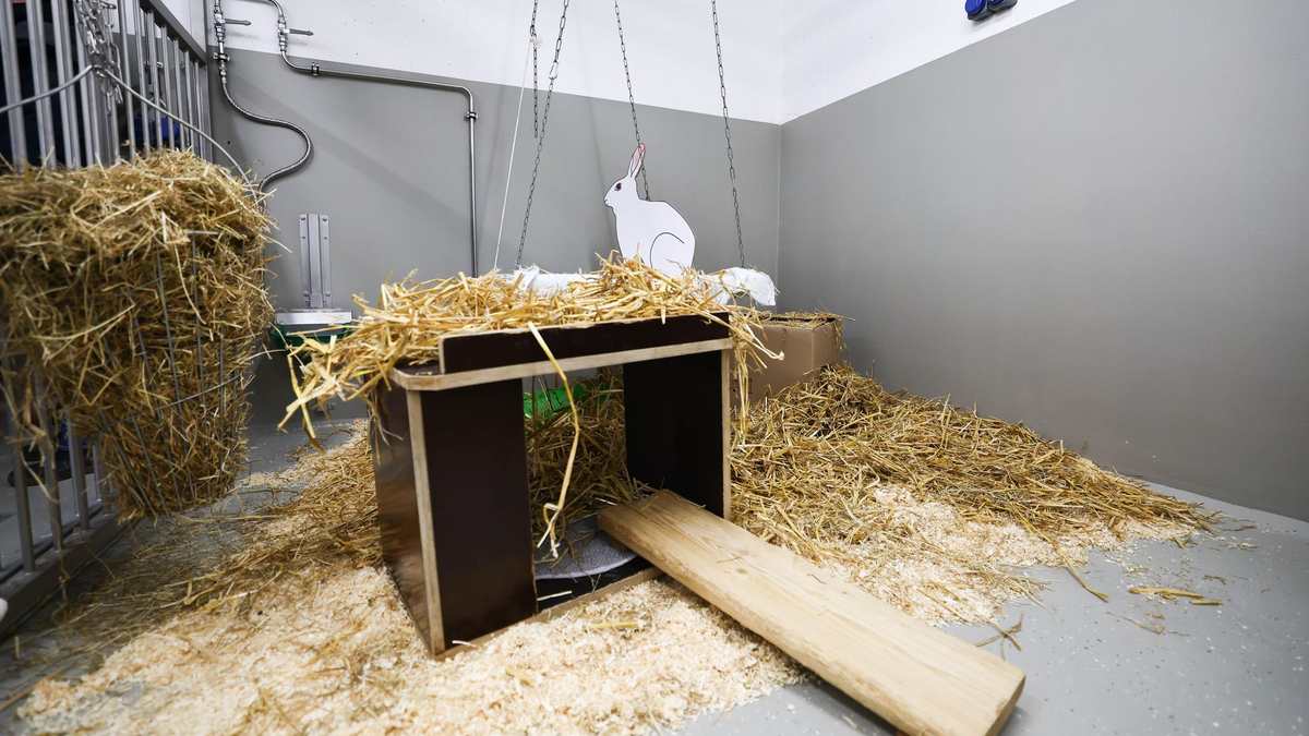 Kaninchen gehören nach Mäusen, Fischen und Ratten zu den häufigsten Versuchstieren. - Foto: Christian Charisius/dpa