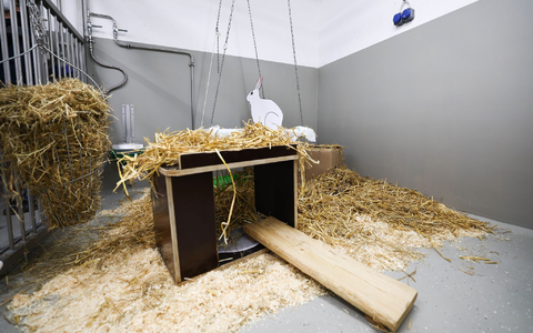 Kaninchen gehören nach Mäusen, Fischen und Ratten zu den häufigsten Versuchstieren. - Foto: Christian Charisius/dpa