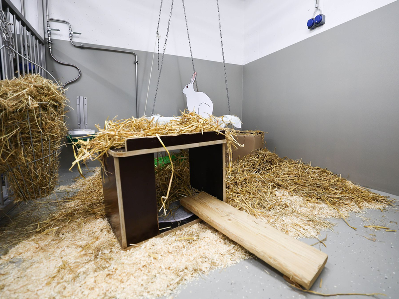 Kaninchen gehören nach Mäusen, Fischen und Ratten zu den häufigsten Versuchstieren. - Foto: Christian Charisius/dpa