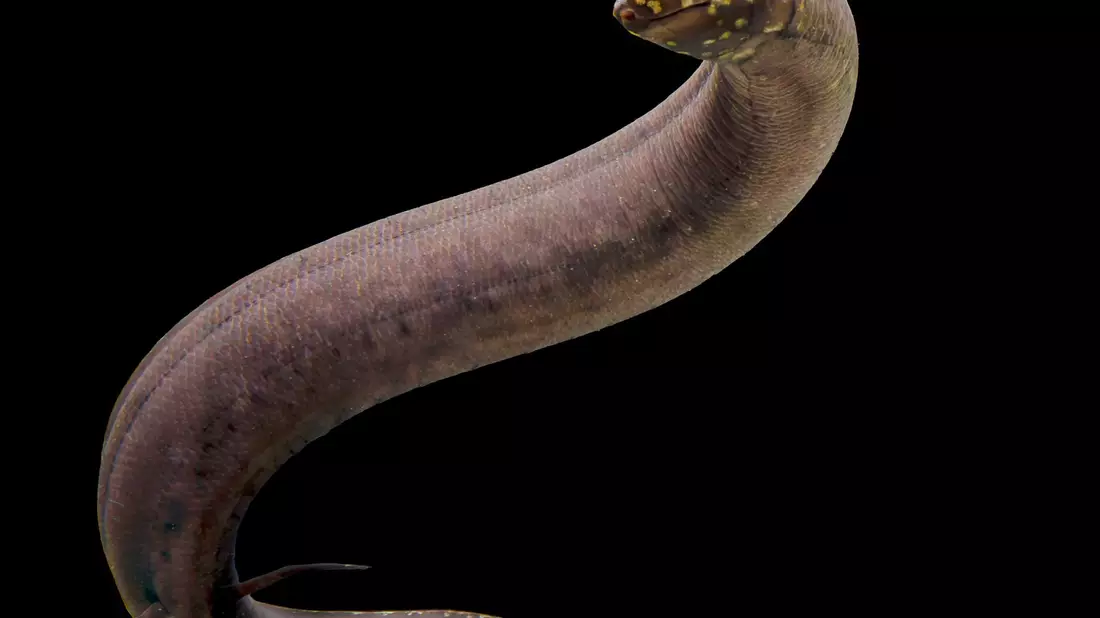 Kein anderes bekanntes Tier auf der Erde hat ein so großes nachgewiesenes Genom wie der Südamerikanische Lungenfisch. - Bild: Katherine Seghers/Louisiana State Universität/dpa