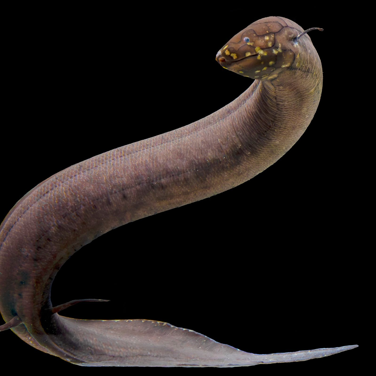 Kein anderes bekanntes Tier auf der Erde hat ein so großes nachgewiesenes Genom wie der Südamerikanische Lungenfisch. - Foto: Katherine Seghers/Louisiana State Universität/dpa