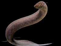 Kein anderes bekanntes Tier auf der Erde hat ein so großes nachgewiesenes Genom wie der Südamerikanische Lungenfisch. - Foto: Katherine Seghers/Louisiana State Universität/dpa