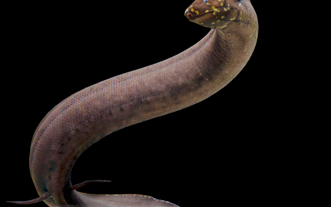 Kein anderes bekanntes Tier auf der Erde hat ein so großes nachgewiesenes Genom wie der Südamerikanische Lungenfisch. - Foto: Katherine Seghers/Louisiana State Universität/dpa