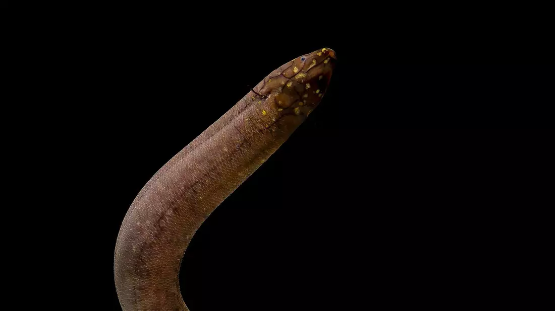 Kein anderes bekanntes Tier auf der Erde hat ein so großes nachgewiesenes Genom wie der Südamerikanische Lungenfisch. - Bild: Katherine Seghers/Louisiana State University/dpa