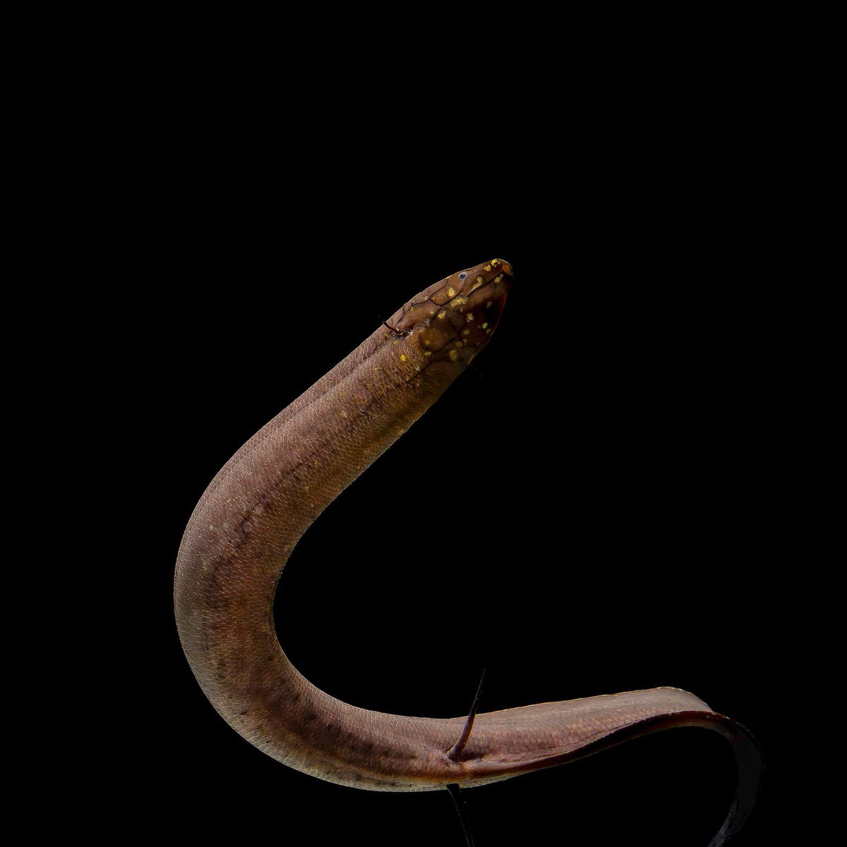 Kein anderes bekanntes Tier auf der Erde hat ein so großes nachgewiesenes Genom wie der Südamerikanische Lungenfisch. - Foto: Katherine Seghers/Louisiana State University/dpa