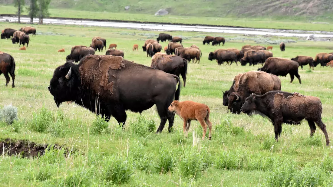 Eine Büffelherde im Yellowstone-Nationalpark. - Bild: Matthew Brown/AP/dpa