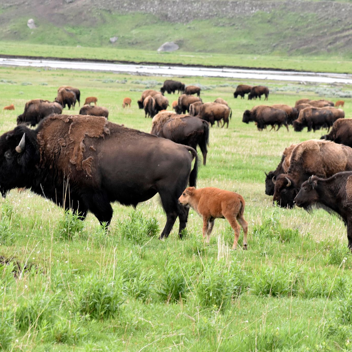 Eine Büffelherde im Yellowstone-Nationalpark. - Foto: Matthew Brown/AP/dpa