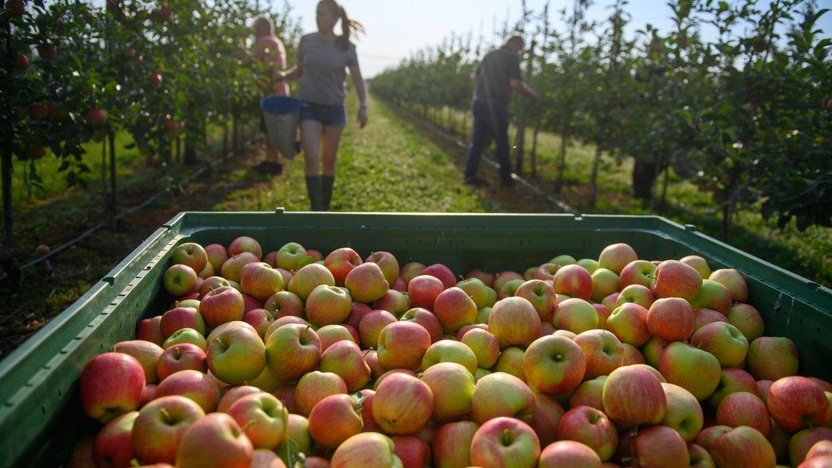 Ein paar Äpfel sind dann doch dran. Die Obstbauern erwarten aber eine schwache Gesamternte. (Archivbild) - Foto: Klaus-Dietmar Gabbert/dpa